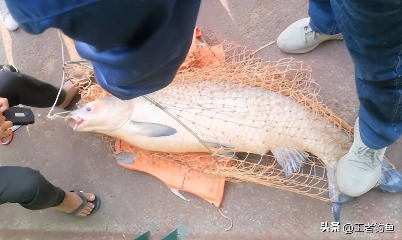 柳州柳江钓鱼人,柳州附近免费野钓