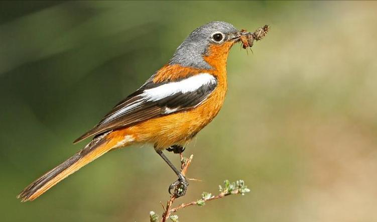 50张最佳鸟类摄影作品,鸟儿大全大图