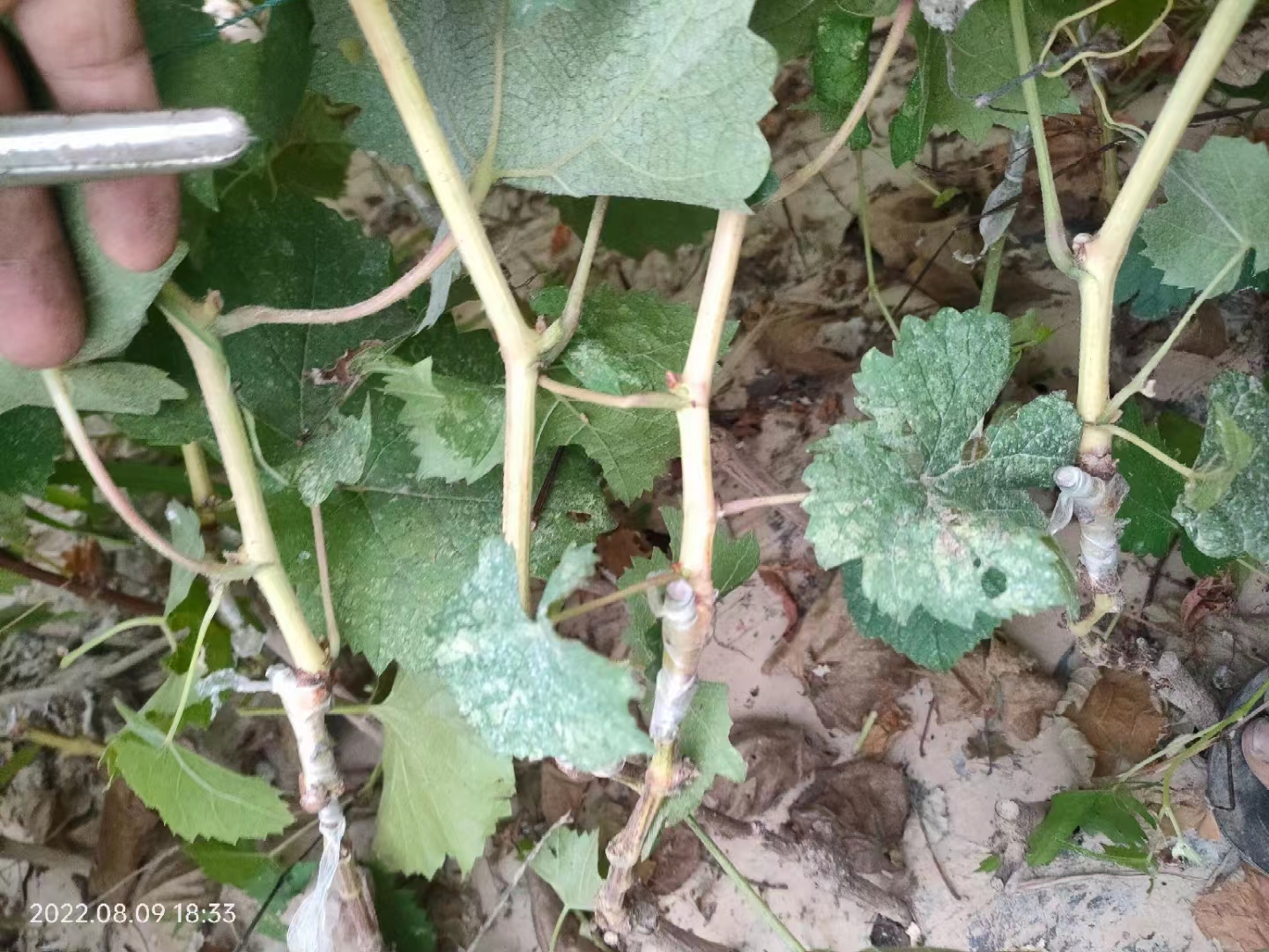 老品种玫瑰香葡萄苗,黑色极香葡萄品种优缺点