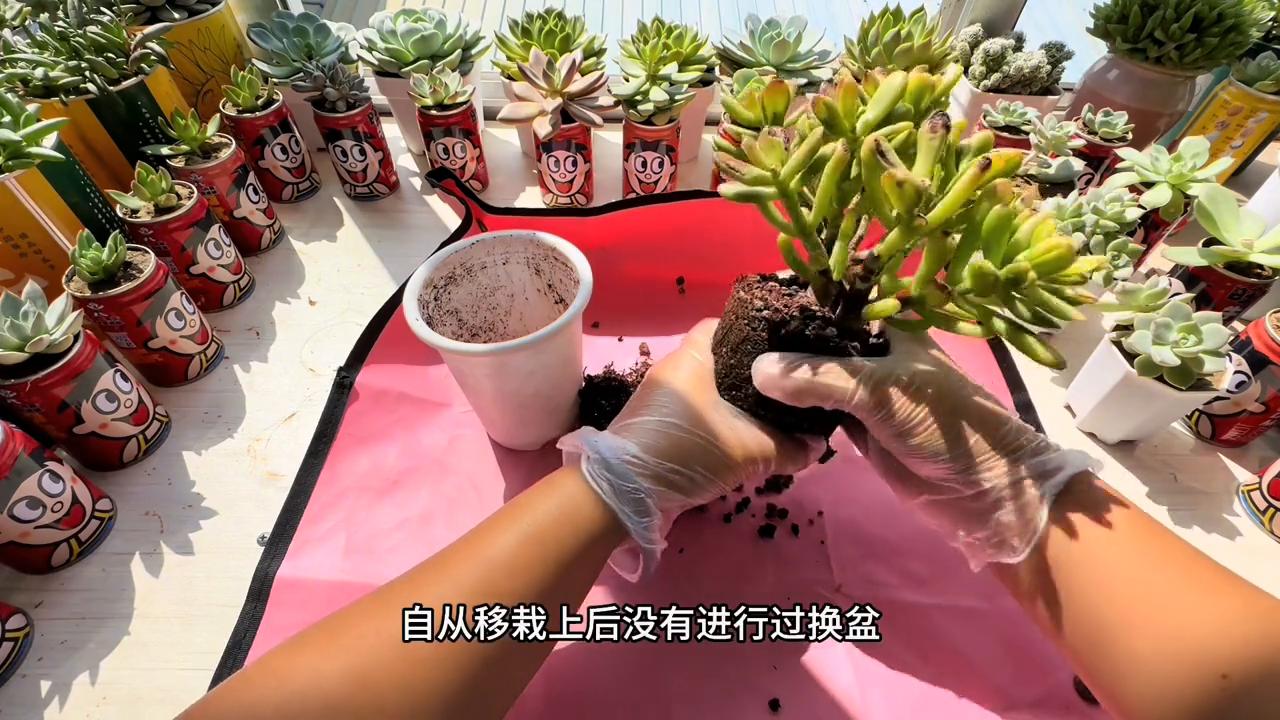 养招财猫也要注意什么,养了10多天的招财猫一直趴缸