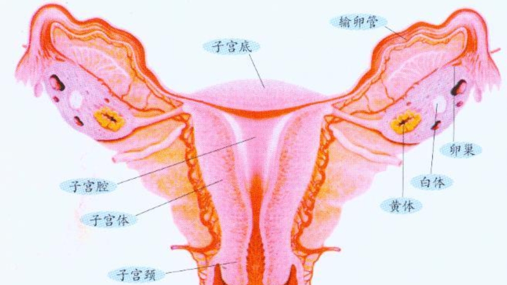 “大姨妈”到访前，奇奇怪怪的反应你知道哪些？及时发现避免尴尬
