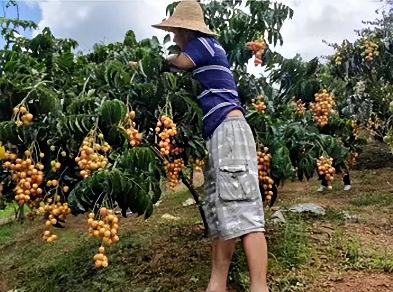 黄皮果树种两年不结果,黄皮苗没嫁接能结果吗