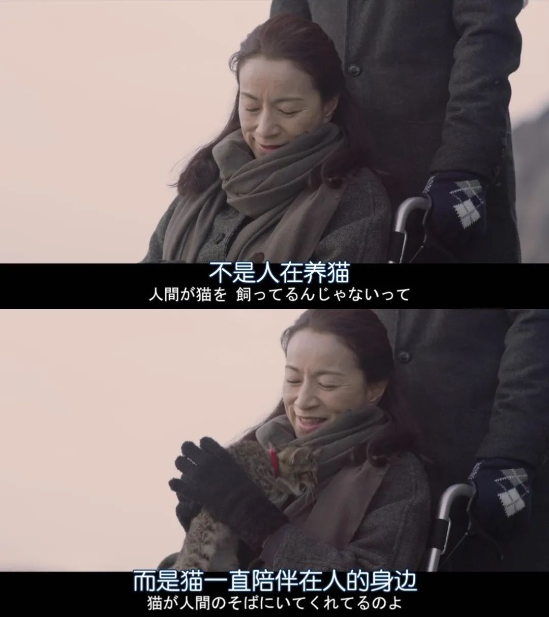 8.8国际猫咪日,日本猫的节日