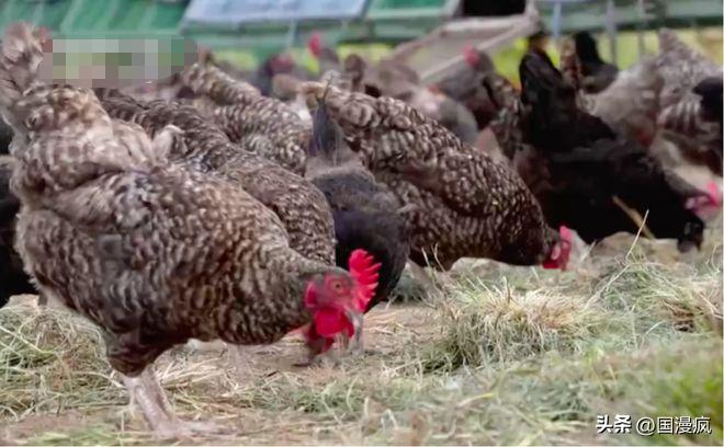 全国最大的蟑螂养殖基地在哪里,中国蟑螂养殖第一人