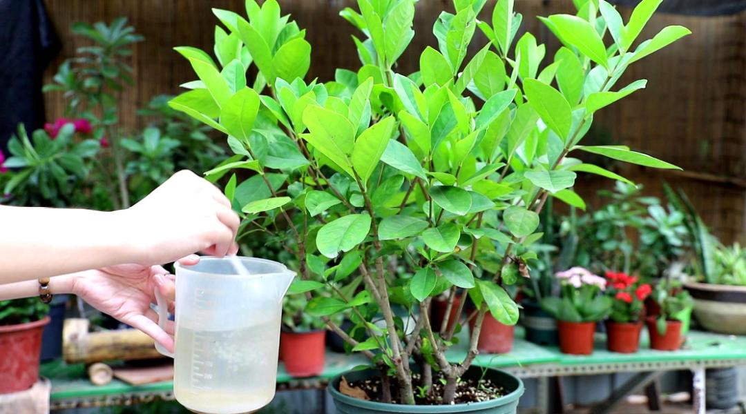 栀子花怎么避免小黑虫,栀子花怕什么碱