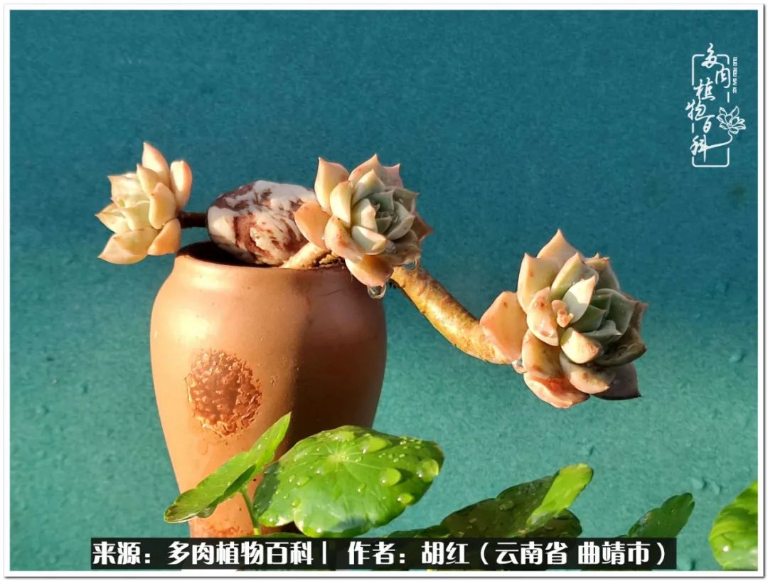 多肉植物里的糖,多肉生活的调味剂