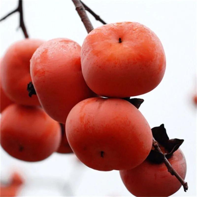 门前种三种树会富三代指哪三种树,家里有三种树有什么说法