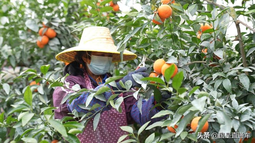 广西武鸣沃柑卖货,武鸣沃柑果农