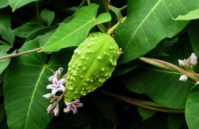 中药古今研究郁金,中药古今研究泽兰