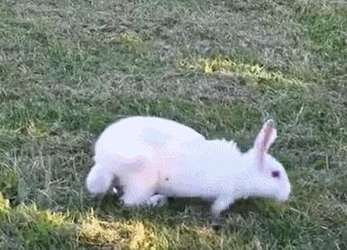 你知道兔子相关的知识吗,兔子真的懂人话吗