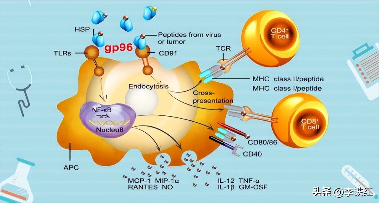 gp96治疗肿瘤,gp96预防癌症效果
