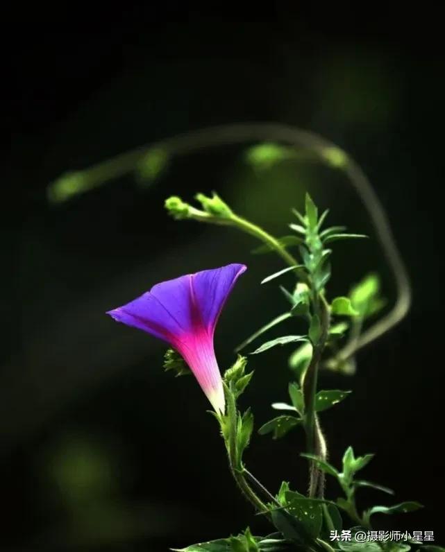 小小牵牛花鲜艳夺目,小小牵牛花教学