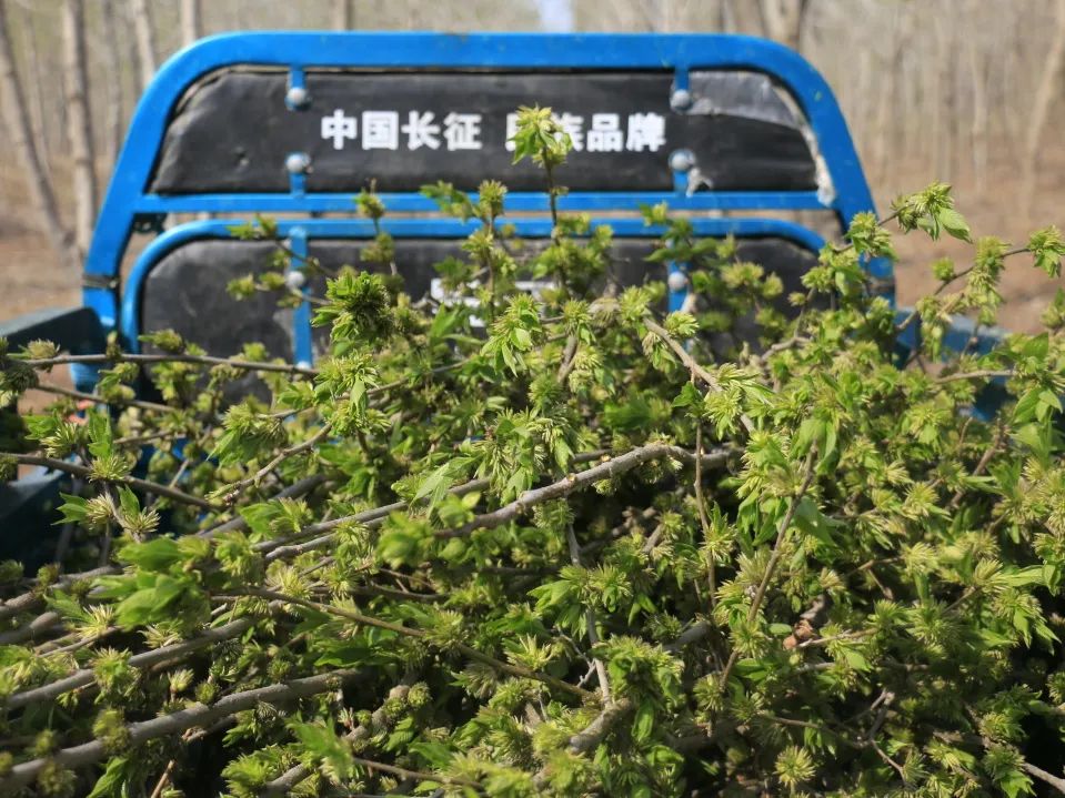 特色产业助力乡村振兴|鄌郚杜仲“小”雄花助农“大”增收