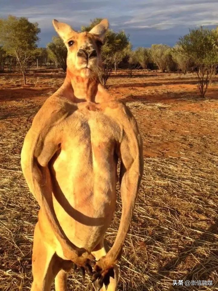 《独行月球》里的肌肉袋鼠“刚子”，真的能踹飞沈腾吗？