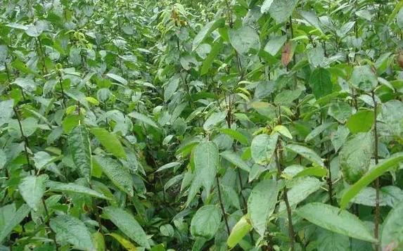 广东老板白手起家全靠自己挣钱,广东老板出资2万种植年入50万