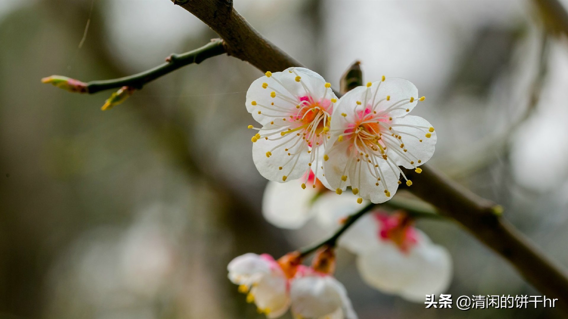 淡雅书香梅花唯美图片,淡雅梅花花卉图片