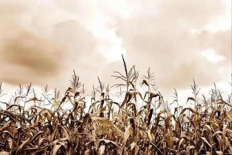 罗军长之死（纪实小小说）