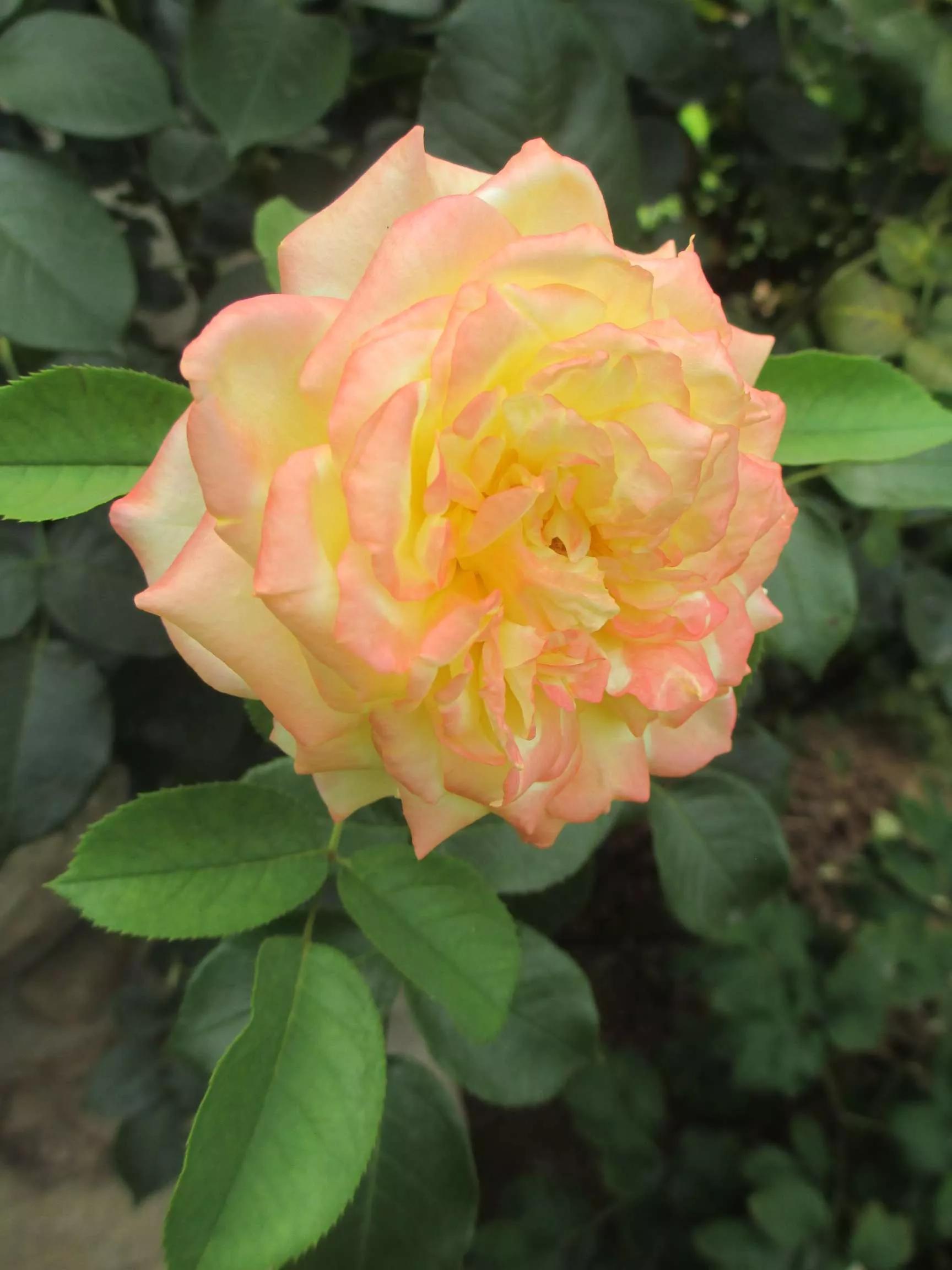 想要拥有自己的一间花店,好想拥有这样的一间花店