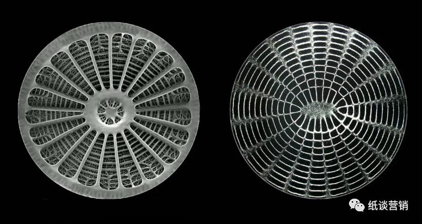 十二地支本身的字义,十二地支的详尽解释图