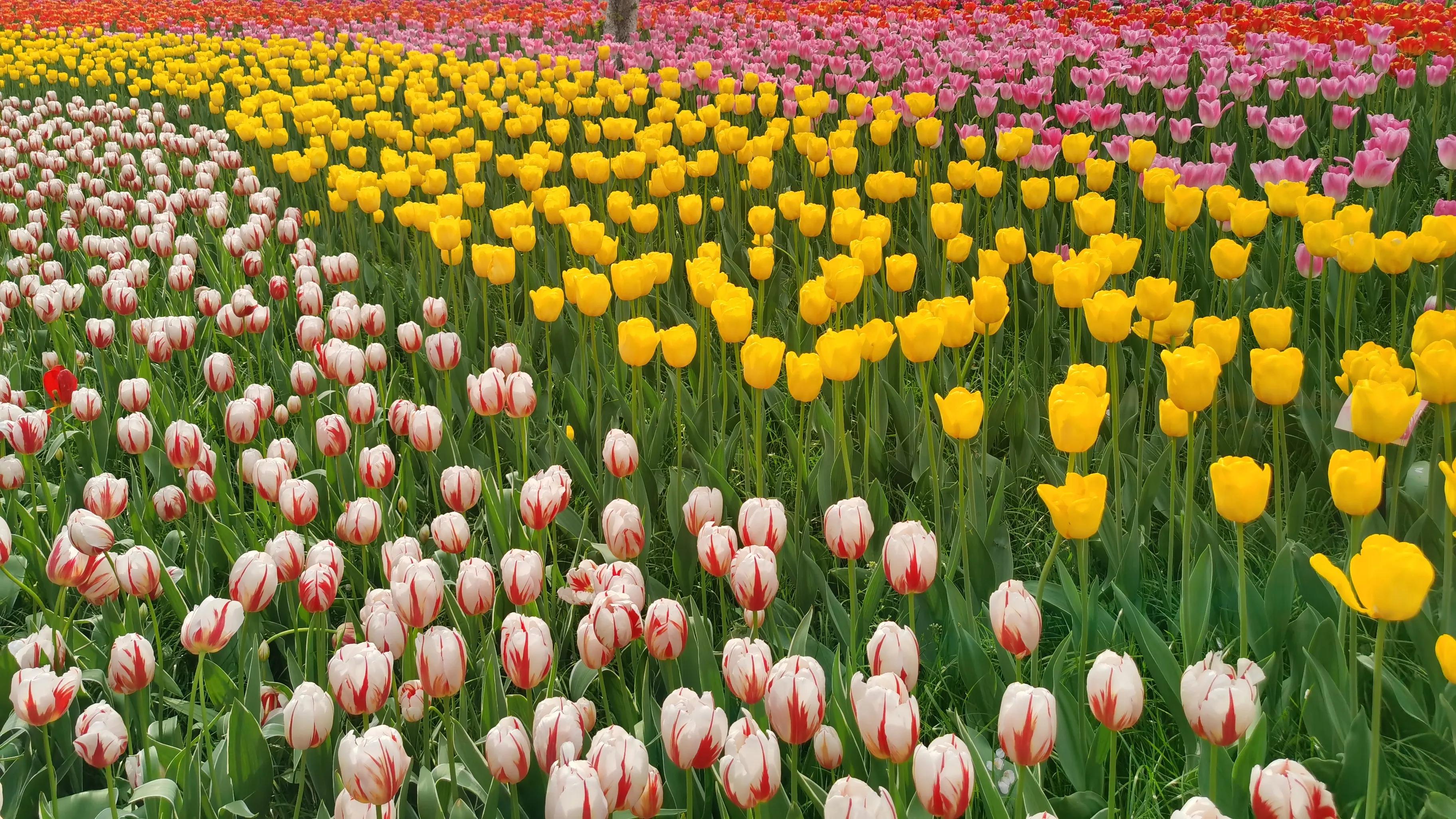 别光知道拍照，教你认识各品种郁金香。文末一款让八零后泪目的花