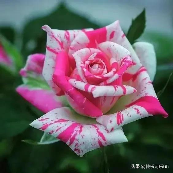 玫瑰花真的有那么多颜色吗,玫瑰花各种各样的颜色