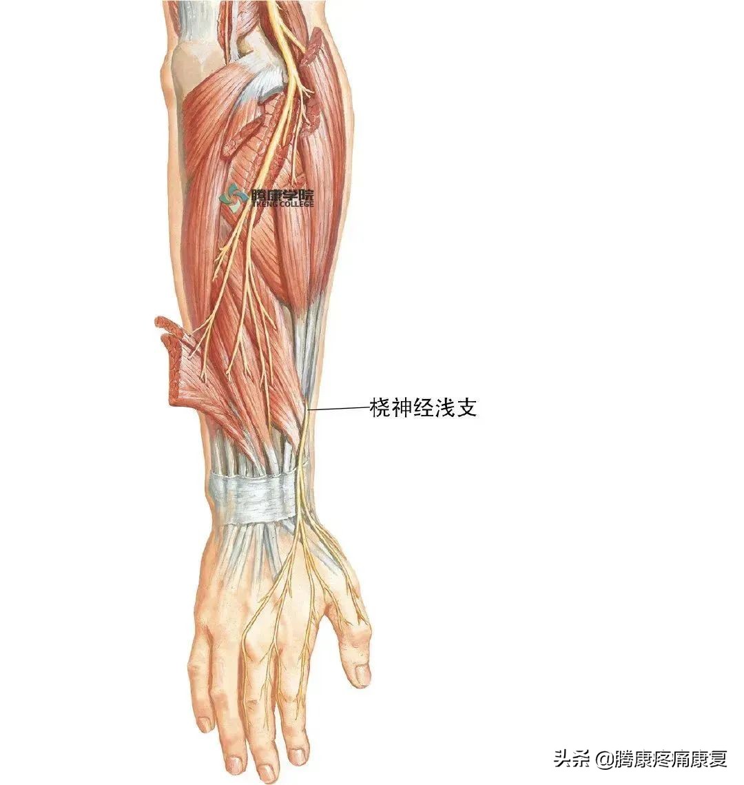 右肩与胳膊连接处疼痛是什么原因,胳膊向后抬疼痛是什么原因引起的
