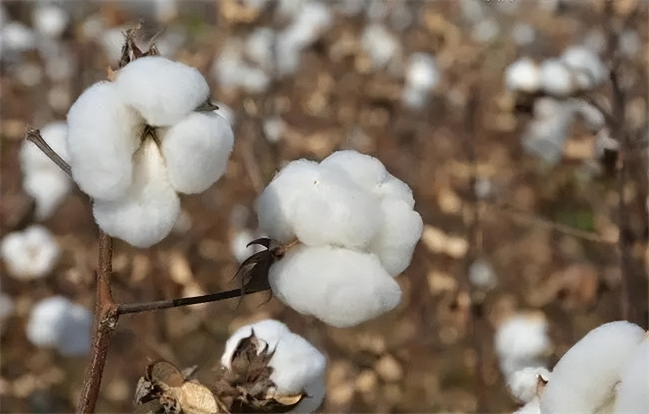 英国靠什么发展经济,英国靠什么殖民全世界