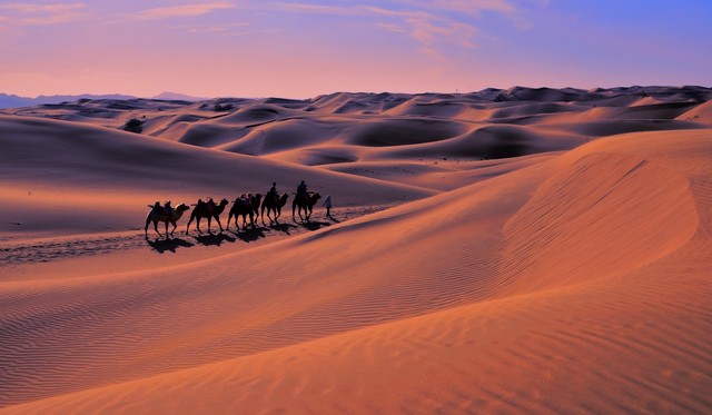 正宗宁夏红枸杞风景,宁夏红色枸杞