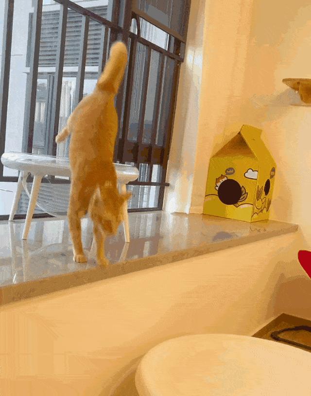 猫咪总是疯跑并往人身上蹦,猫咪大晚上疯跑然后对着我叫