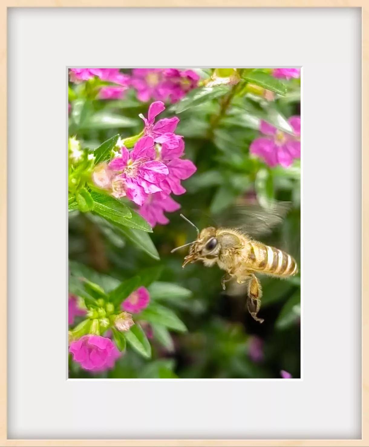 认识各种花的寓意,认识各种花的名称