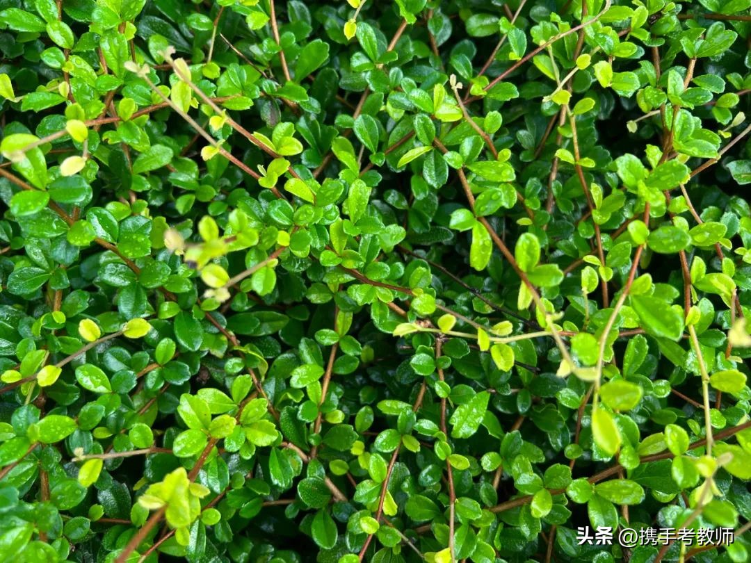 植物树的生长特点及习性,植物种植讲解