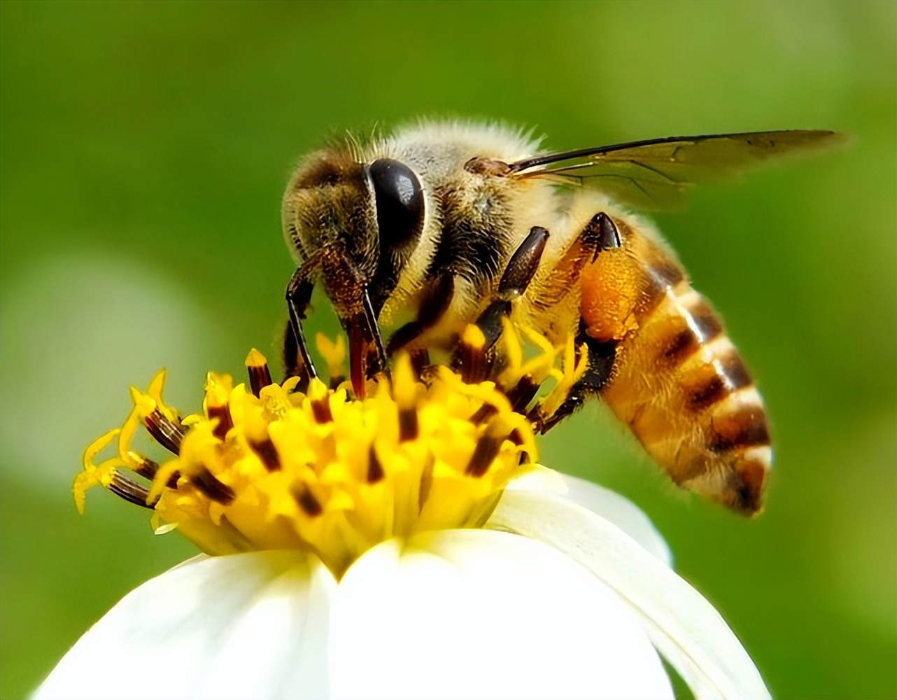 蜜蜂为什么蜇人后会死,蜜蜂为什么蜇人会死