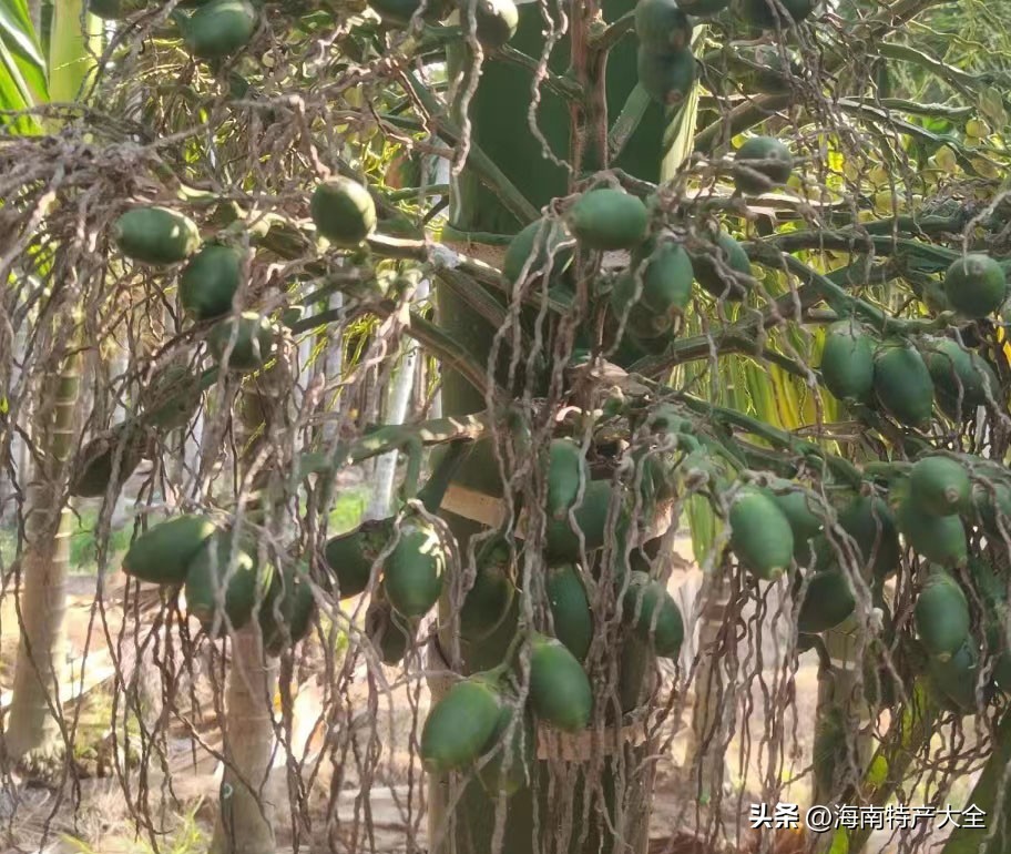 2022海南槟榔青果价格行情 (今天海南槟榔价格)
