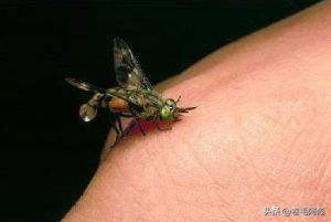 美国女子吃蜱虫被咬死,美国女子被虫子咬