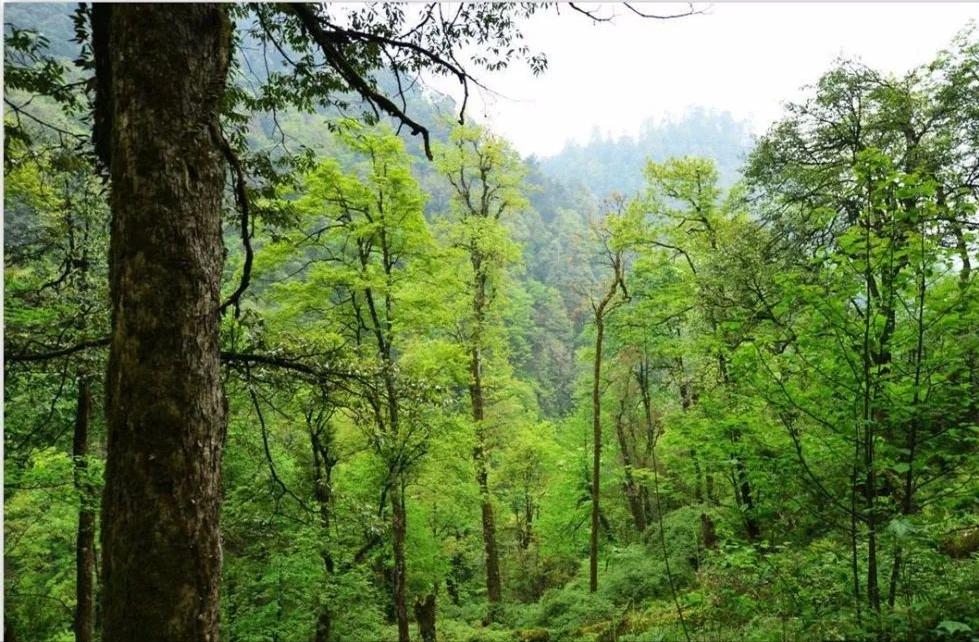 种植金丝楠木为什么这么贵,金丝楠木价值上亿树苗10年无人种