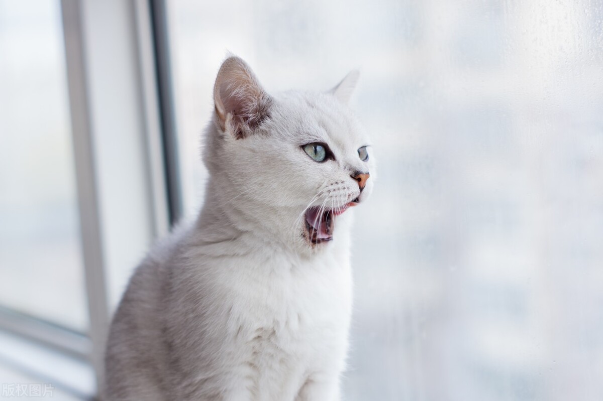 新手适合养英短吗,新手适合养英短还是暹罗