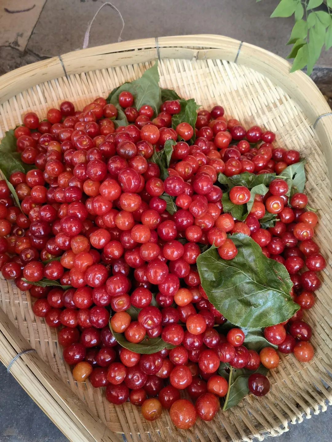 外地朋友来四川吃美食,外地朋友来四川吃苍蝇馆子
