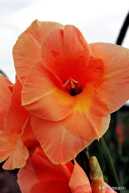 剑兰花最美图片,剑兰花的摄影图片