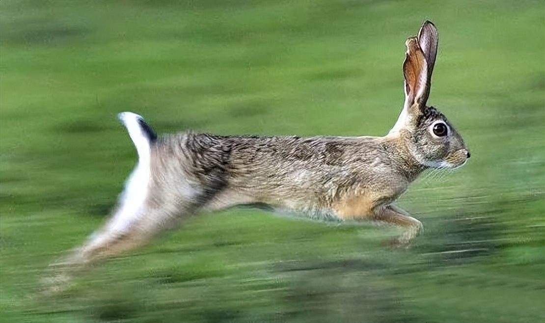 那年那兔那些年的故事,那年那兔那些事儿百年风云
