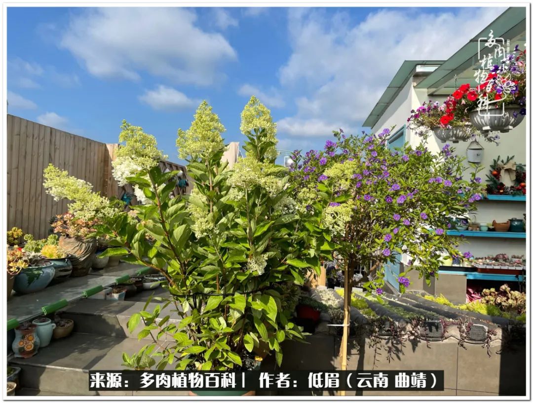 养了七年多肉,养了八年的肉肉终于开花了