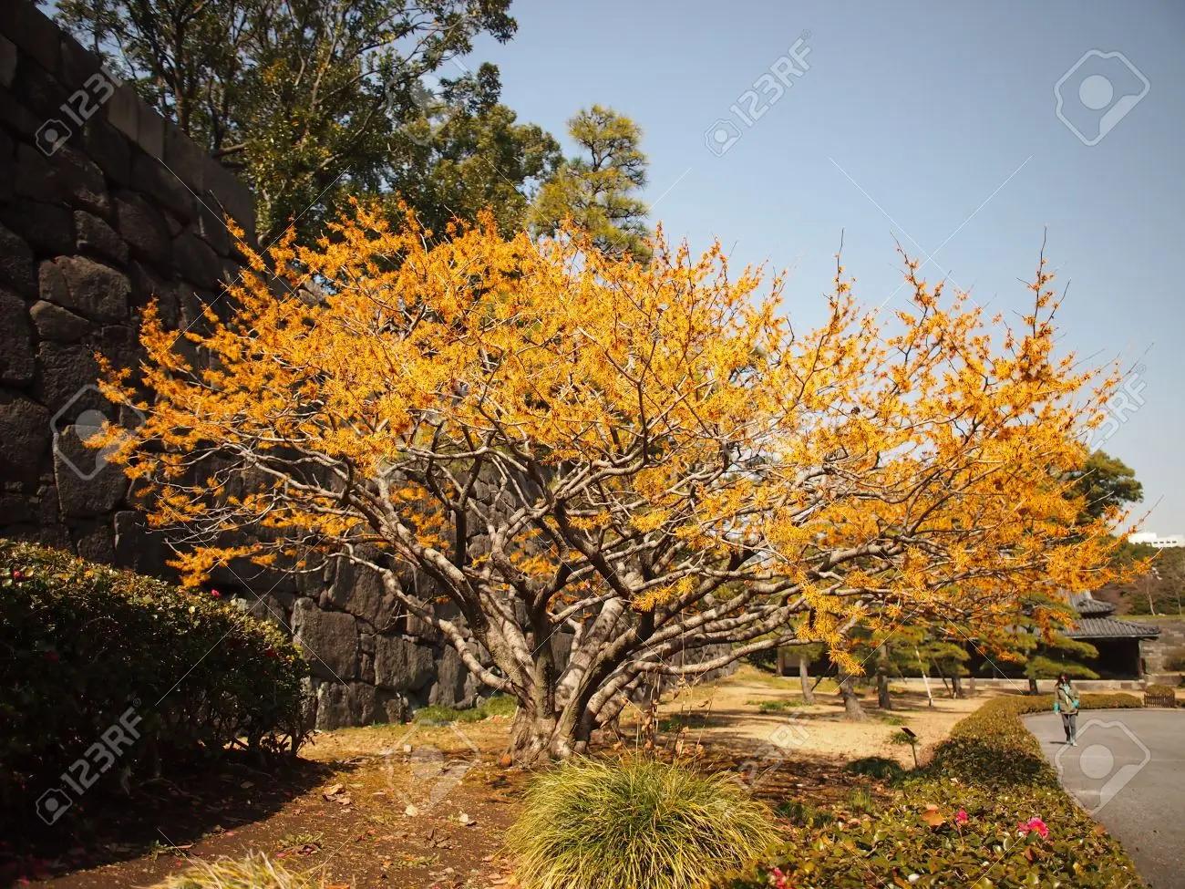 金缕梅属于名贵花卉吗,金缕梅与北美金缕梅区别