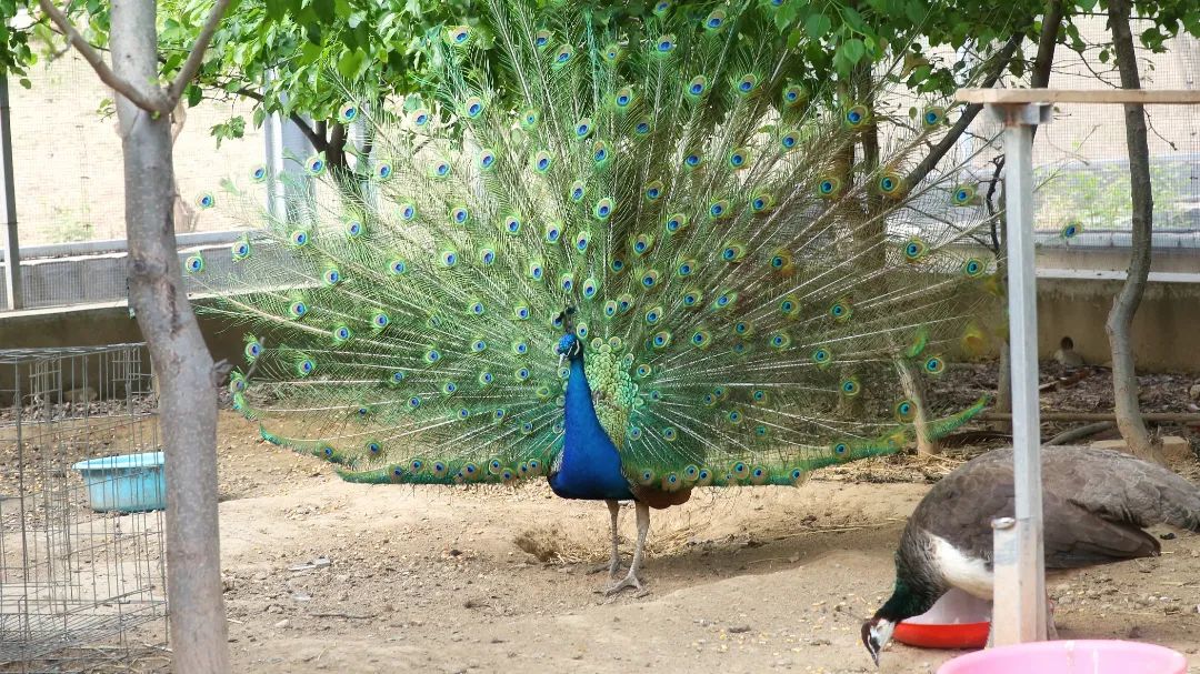 师大寻鸟记，这些小可爱，你都见过吗？