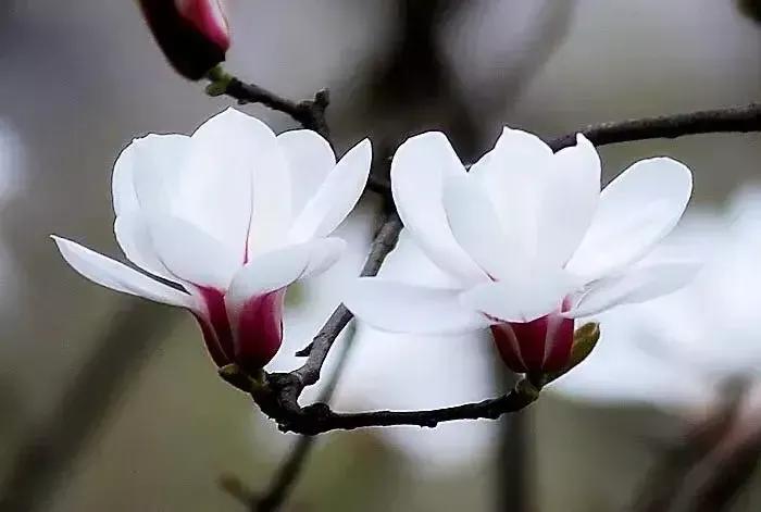 皎皎白玉兰所有视频,皎皎白玉兰插曲