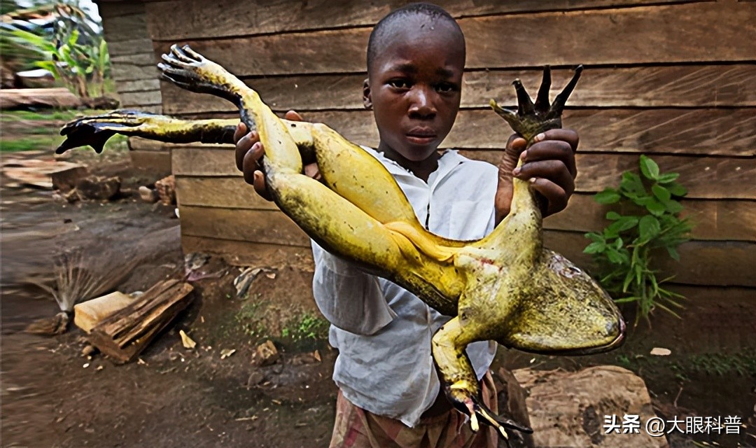 盘点一眼想象不到的巨型动物,动物界中战斗力最强的十种动物