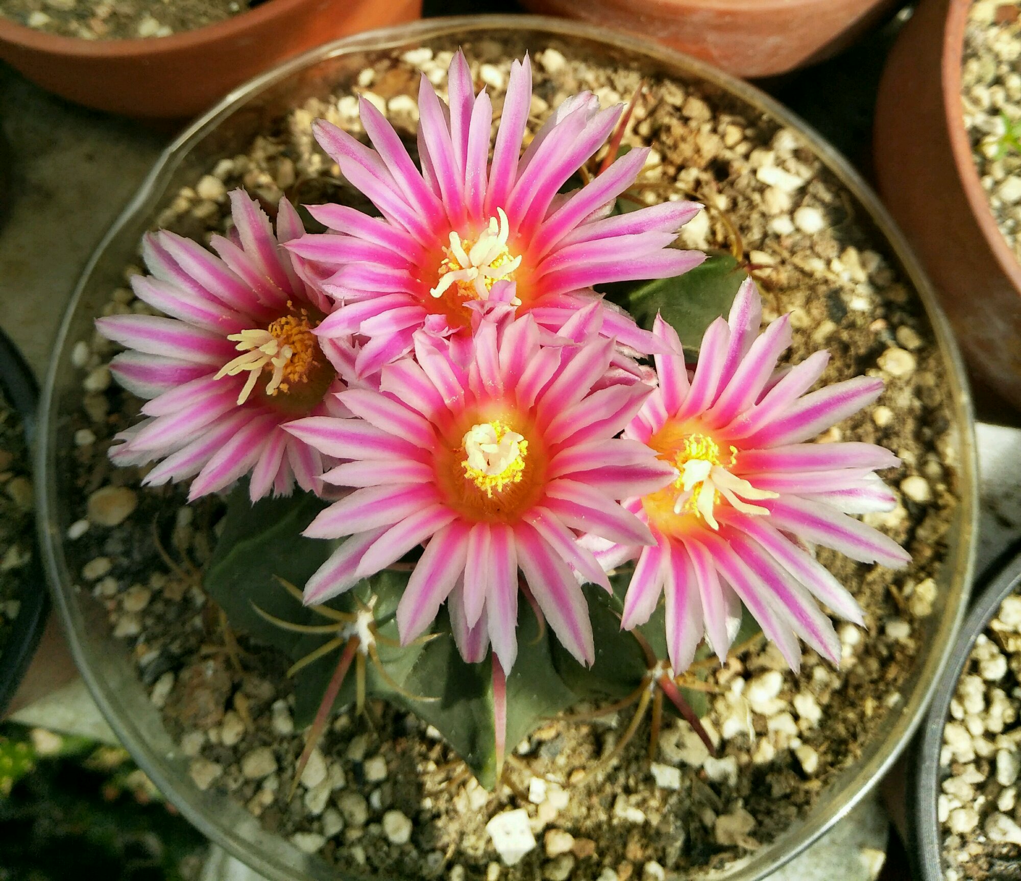 凌波和赤城仙人球多大能开花,赤城仙人球和海王丸仙人球哪个好