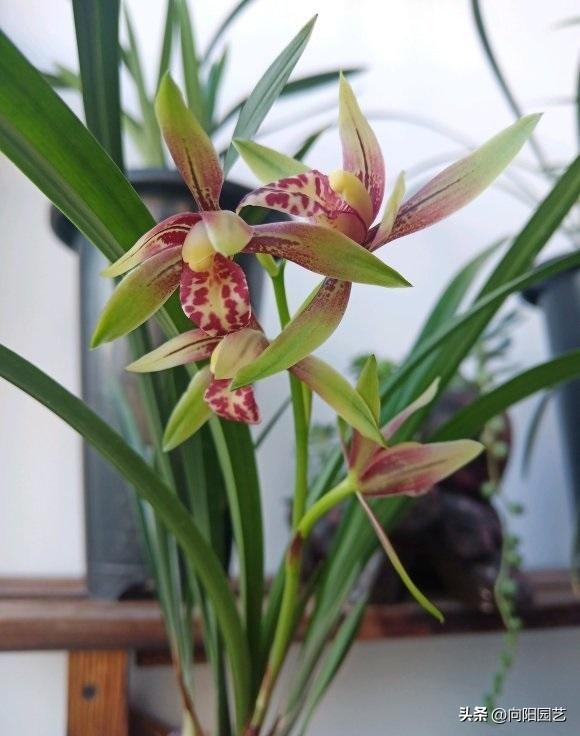 兰花淋雨好吗,兰花淋雨施什么药