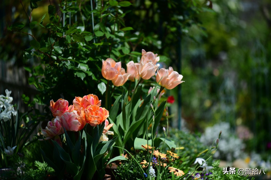 盘点今年河马花园里最美的几款郁金香|园丁
