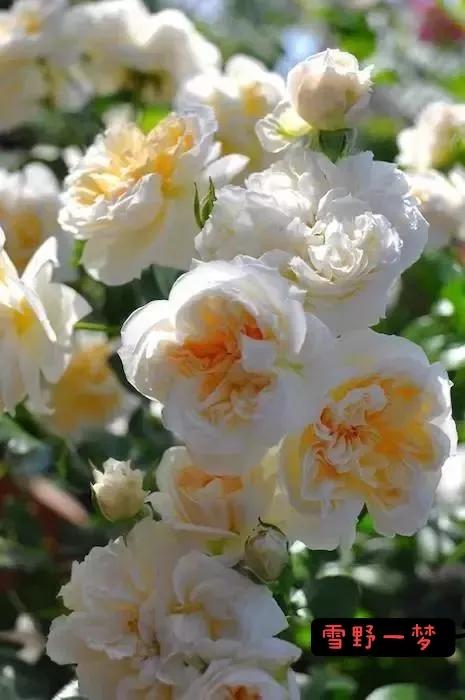 常见切花月季一览（40）（接上期）