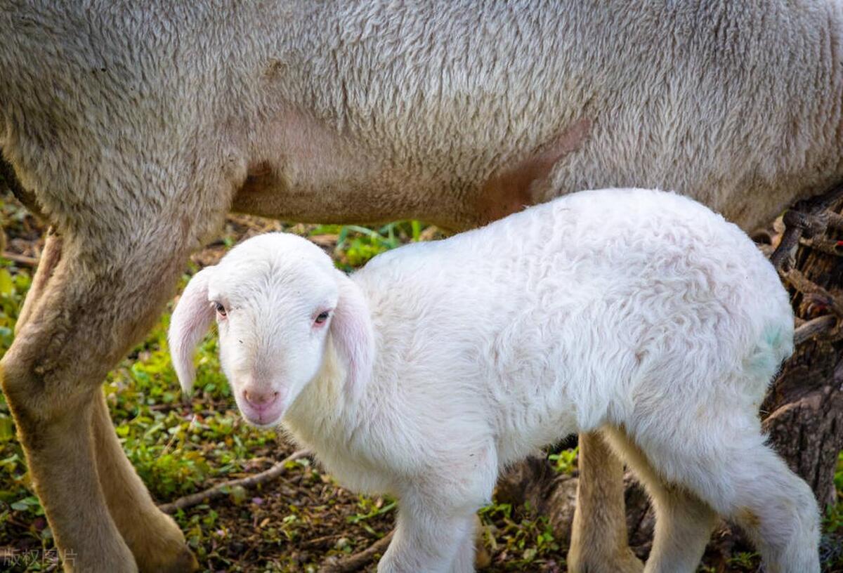 母羊养殖收益自然而然增长,母羊养殖前景