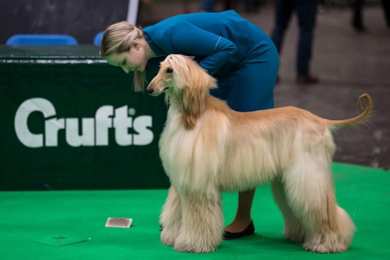 不同品种的狗狗性格差异有多大,16种常见狗狗的优缺点